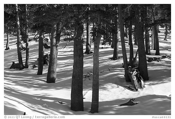 Limber Pine Forest with snow-covered ground. Sand to Snow National Monument, California, USA (black and white)