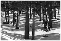 Limber Pine Forest with snow-covered ground. Sand to Snow National Monument, California, USA ( black and white)