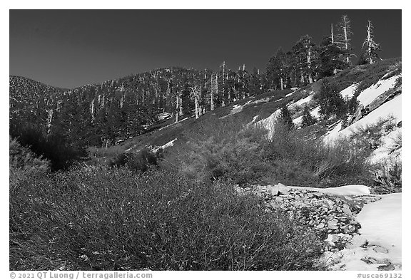 Willows, High Creek, San Gorgonio Mountain. Sand to Snow National Monument, California, USA (black and white)