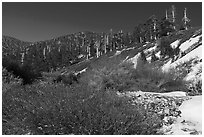 Willows, High Creek, San Gorgonio Mountain. Sand to Snow National Monument, California, USA ( black and white)