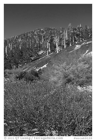 Willows and limber pines, High Creek, San Gorgonio Wilderness. Sand to Snow National Monument, California, USA (black and white)