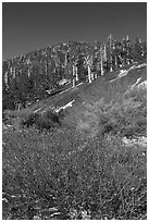 Willows and limber pines, High Creek, San Gorgonio Wilderness. Sand to Snow National Monument, California, USA ( black and white)