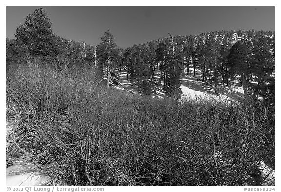 Willows and pine forest in winter, High Creek. Sand to Snow National Monument, California, USA (black and white)