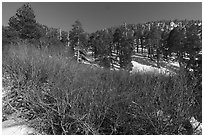 Willows and pine forest in winter, High Creek. Sand to Snow National Monument, California, USA ( black and white)