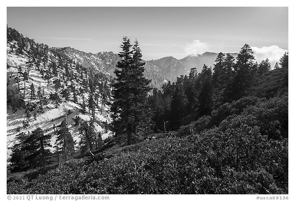 Mazanita and fir on San Gorgonio Mountain in winter. Sand to Snow National Monument, California, USA (black and white)