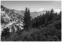 Mazanita and fir on San Gorgonio Mountain in winter. Sand to Snow National Monument, California, USA ( black and white)