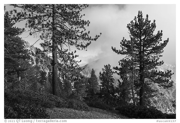 Pine trees and clouds obscuring Yucaipa Ridge, San Gorgonio Wilderness. Sand to Snow National Monument, California, USA (black and white)