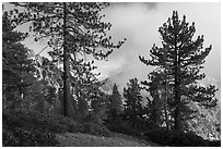 Pine trees and clouds obscuring Yucaipa Ridge, San Gorgonio Wilderness. Sand to Snow National Monument, California, USA ( black and white)