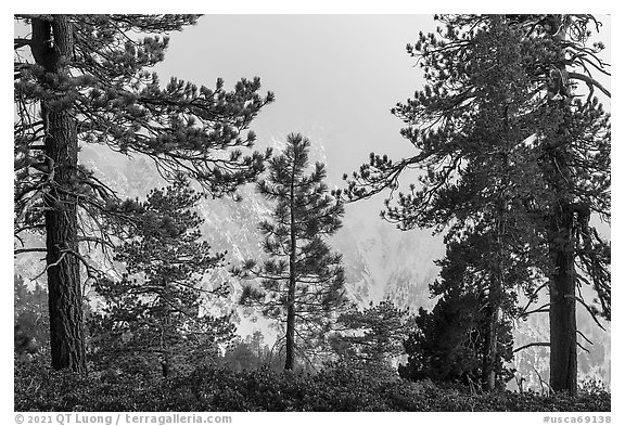 Pine trees and clouds with snowy mountain slopes, San Gorgonio Mountain. Sand to Snow National Monument, California, USA (black and white)