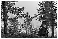 Pine trees and clouds with snowy mountain slopes, San Gorgonio Mountain. Sand to Snow National Monument, California, USA ( black and white)