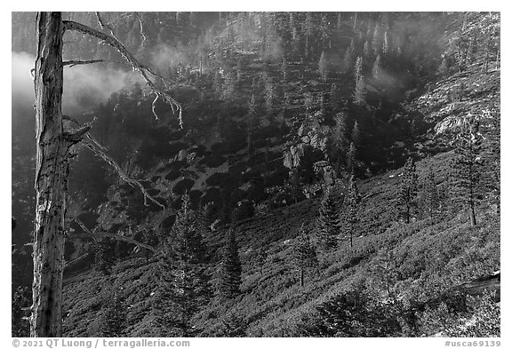 San Gorgonio Mountain slopes with forest. Sand to Snow National Monument, California, USA (black and white)