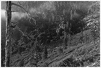 San Gorgonio Mountain slopes with forest. Sand to Snow National Monument, California, USA ( black and white)