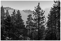 Pine trees and Galena Peak emerging from low clouds. Sand to Snow National Monument, California, USA ( black and white)