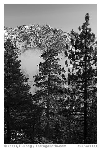 Pine trees, low clouds, and Galena Peak in winter. Sand to Snow National Monument, California, USA (black and white)