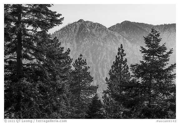 Pine trees and Yucaipa Ridge at sunset, San Gorgonio Mountain. Sand to Snow National Monument, California, USA (black and white)