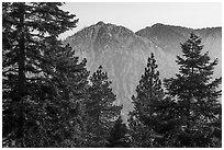 Pine trees and Yucaipa Ridge at sunset, San Gorgonio Mountain. Sand to Snow National Monument, California, USA ( black and white)