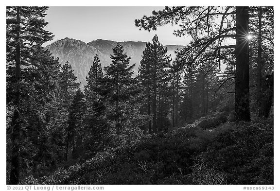 Forest with Yucaipa Ridge and sun, San Gorgonio Wilderness. Sand to Snow National Monument, California, USA (black and white)