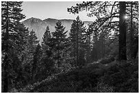 Forest with Yucaipa Ridge and sun, San Gorgonio Wilderness. Sand to Snow National Monument, California, USA ( black and white)