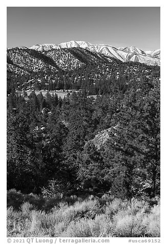 Pine forest and snowy San Gorgonio range near Onyx Summit. Sand to Snow National Monument, California, USA (black and white)