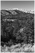 Pine forest and snowy San Gorgonio range near Onyx Summit. Sand to Snow National Monument, California, USA ( black and white)