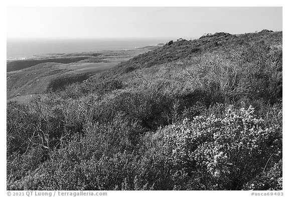 Shrubs on marine coastal terraces. Cotoni-Coast Dairies Unit, California Coastal National Monument, California, USA (black and white)