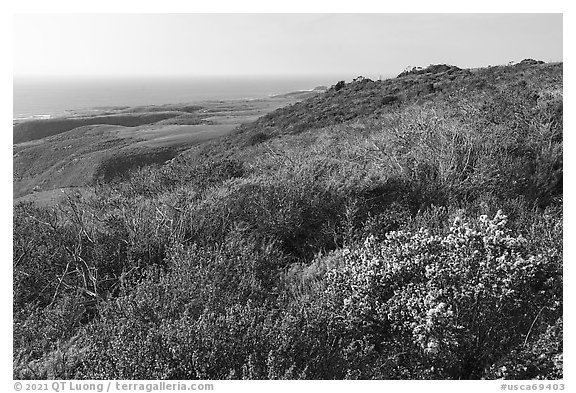 Shrubs on marine coastal terraces. Cotoni-Coast Dairies Unit, California Coastal National Monument, California, USA