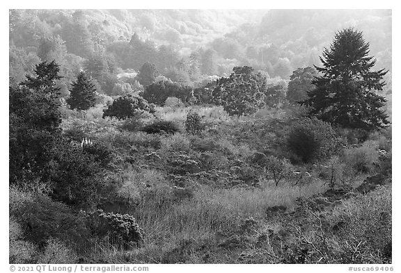 Mix of shrubs and trees on coastal terraces. Cotoni-Coast Dairies Unit, California Coastal National Monument, California, USA (black and white)