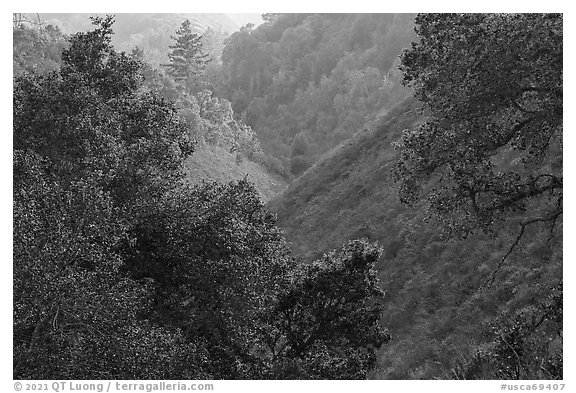 Steep ravine. Cotoni-Coast Dairies Unit, California Coastal National Monument, California, USA (black and white)