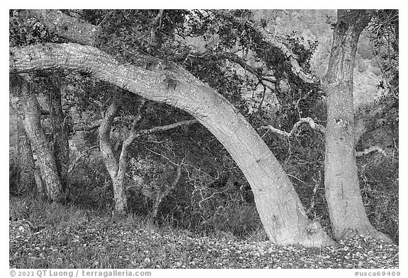 Coast live oaks on edge of canyon. Cotoni-Coast Dairies Unit, California Coastal National Monument, California, USA