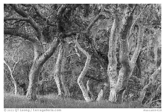 Upland vegetation with coast live oak trees. Cotoni-Coast Dairies Unit, California Coastal National Monument, California, USA (black and white)