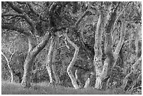 Upland vegetation with coast live oak trees. Cotoni-Coast Dairies Unit, California Coastal National Monument, California, USA ( black and white)