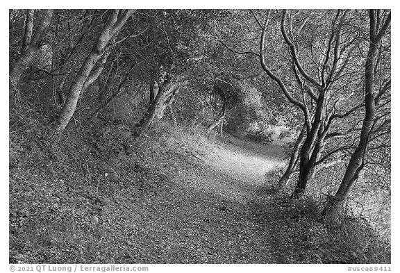 Path in forest. Cotoni-Coast Dairies Unit, California Coastal National Monument, California, USA (black and white)