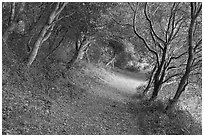 Path in forest. Cotoni-Coast Dairies Unit, California Coastal National Monument, California, USA ( black and white)