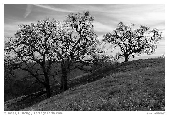 Oak trees on Steer Ridge in early winter, Henry Coe State Park. California, USA (black and white)