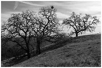 Oak trees on Steer Ridge in early winter, Henry Coe State Park. California, USA ( black and white)