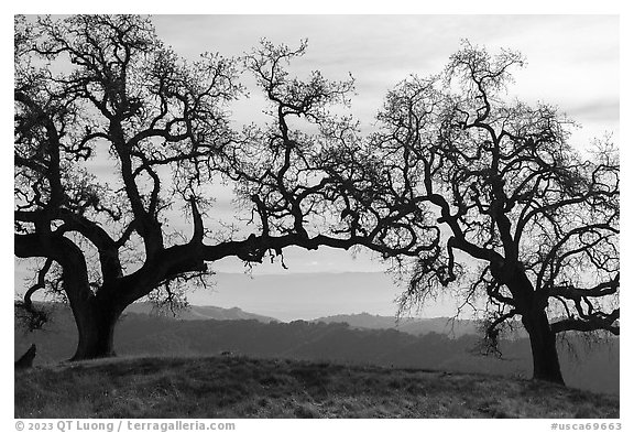 Two bare oak trees on Steer Ridge, Henry Coe State Park. California, USA (black and white)