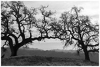 Two bare oak trees on Steer Ridge, Henry Coe State Park. California, USA ( black and white)