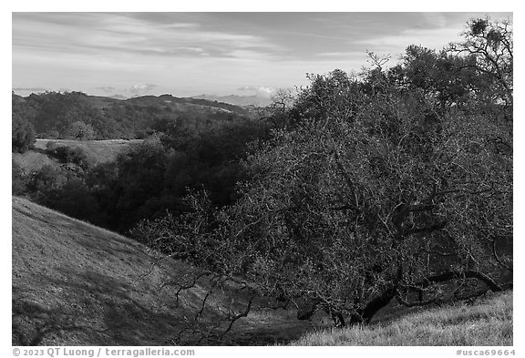 Trees and hills in early winter from Steer Ridge, Henry Coe State Park. California, USA (black and white)
