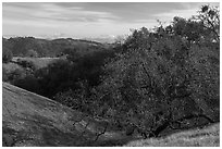 Trees and hills in early winter from Steer Ridge, Henry Coe State Park. California, USA ( black and white)