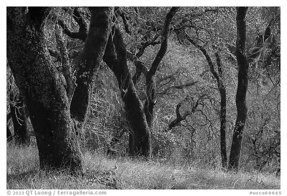 Moss-covered trees, Steer Ridge, Henry Coe State Park. California, USA (black and white)