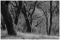 Moss-covered trees, Steer Ridge, Henry Coe State Park. California, USA ( black and white)