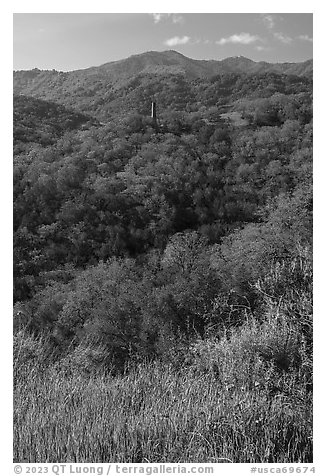 Wildflowers, hills with live oaks, and Almaden Quicksilver Chimney, Almaden Quicksilver County Park. San Jose, California, USA (black and white)