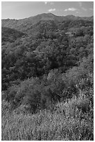 Wildflowers, hills with live oaks, and Almaden Quicksilver Chimney, Almaden Quicksilver County Park. San Jose, California, USA ( black and white)