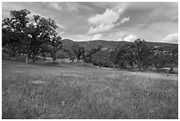 Blue Royal Larkspurs wildflowers in meadow, Zim Zim Creek. Berryessa Snow Mountain National Monument, California, USA ( black and white)