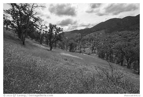 Hairy Vetch wildflowers on slope above Zim Zim Creek. Berryessa Snow Mountain National Monument, California, USA (black and white)