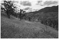 Hairy Vetch wildflowers on slope above Zim Zim Creek. Berryessa Snow Mountain National Monument, California, USA ( black and white)