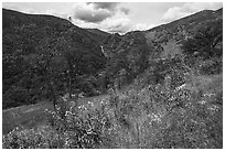 Wildflowers and Zim Zim waeterfall. Berryessa Snow Mountain National Monument, California, USA ( black and white)