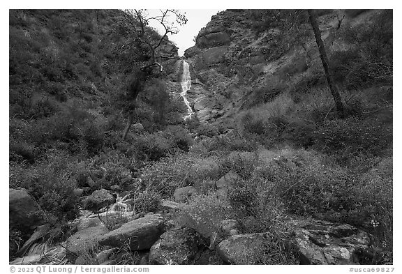 Sunflowers at the base of Zim Zim Fall. Berryessa Snow Mountain National Monument, California, USA (black and white)