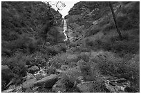 Sunflowers at the base of Zim Zim Fall. Berryessa Snow Mountain National Monument, California, USA ( black and white)