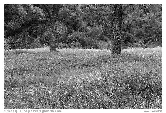 Hairy Vetch and oak trees in meadow. Berryessa Snow Mountain National Monument, California, USA (black and white)